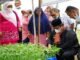 Bupati Suhatri Bur dengan didampingi Ketua TP PKK Padang Pariaman Ny. Yusrita Suhatri Bur memamen sayur organik.