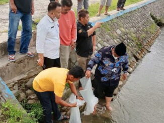 Bupati Padang Pariaman Suhatri Bur memgawali penebaran 10.000 ekor bibit ikan mas dan nila di banda larangan Kampung Durian Lubuk Alung.