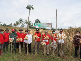 Panen jagung di Nagari Rambatan.