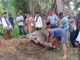 Pemotongan kerbau dalam prosesi batagak pangulu di Kotopanjang.