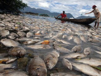 Ikan yang mati di Danau Maninjau.