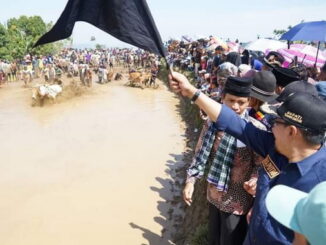 Bupati Eka Putra saat mengibarkan bendera start Pacu Jawi.