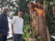 Pohon torok tumbang menimpa rumah orang tua MEA saat ditinjau Wawako Erwin Yunaz.