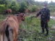 Sapi yang dipeliharara Babinsa,