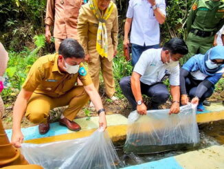 Wali Kota Sawahlunto dan GM PT. Bukit Asam (Persero) Tbk Pertambangan Ombilin saat melepas ikan Nila.