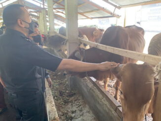 Wagub Audy Joinaldy saat meninjau peternakan sapi di Solok Selatan.