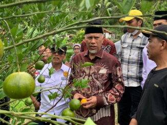 Gubernur Mahyeldi saat mengunjungi kebun jeruk di Gunung Omeh.