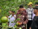 Gubernur Mahyeldi saat mengunjungi kebun jeruk di Gunung Omeh.