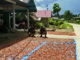 Pengolahan buah pinang di Sikakap.