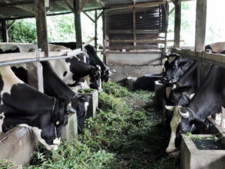 Salah satu unit usaha sapi perah di Padang Panjang.