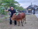 Jasman bersama sapi qurban karyawan Diskominfotik Sumbar.