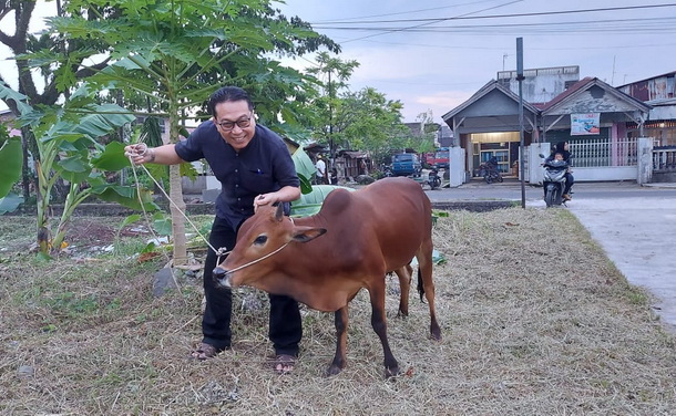 Jasman bersama sapi qurban karyawan Diskominfotik Sumbar.