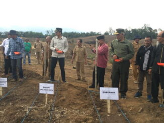 Penanaman perdana integrasi tanaman jagung dengan sawit oleh gubernur Sumbar dan Bupati Limapuluh Kota.