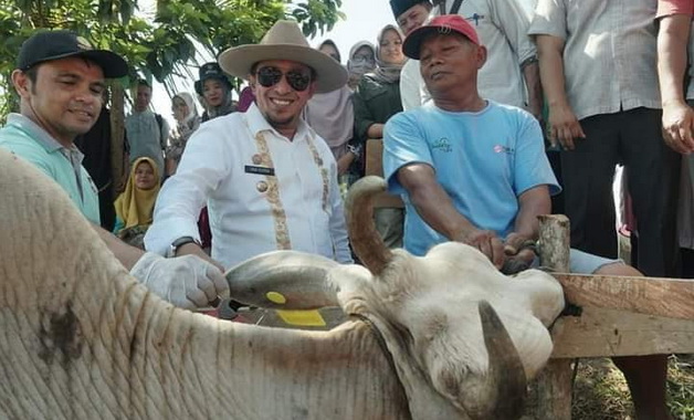 Bupati Eka Putra dengan salah satu 2000 sapi yang dipasangkan eartag.