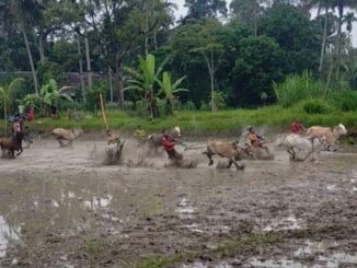 Alek pacu jawi batali sikek di Tiakar Payakumbuh Timur untuk memeriahkan HUT Kota Payakumbuh ke 52