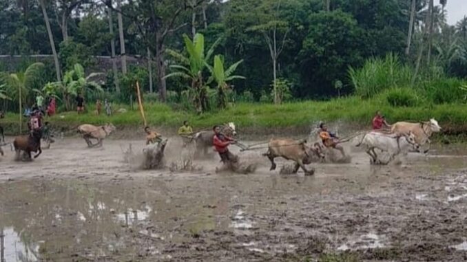 Alek pacu jawi batali sikek di Tiakar Payakumbuh Timur untuk memeriahkan HUT Kota Payakumbuh ke 52
