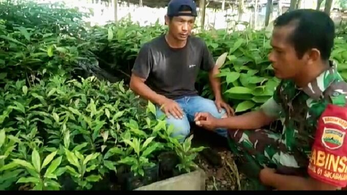Babinsa Koramil 01 Sikabaluan Motivasi Masyarakat Petani Cengkeh, Bagaimana Cara Mengelola Bibit Yang Baik Dan Benar
