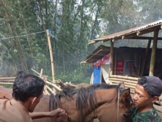 Wako Bukittinggi Berikan Obat Cacing dan Vitamin Untuk 205 Ekor Kuda Bendi