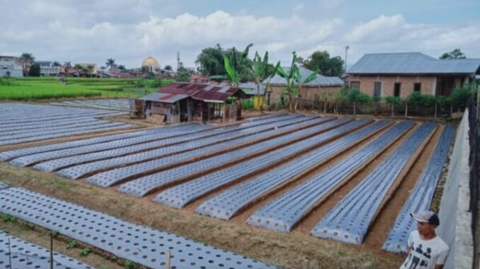 Antisipasi Dampak Cuaca Ekstrem Pada Lahan Pertanian, Pemko Bukittinggi Berikan Pendampingan