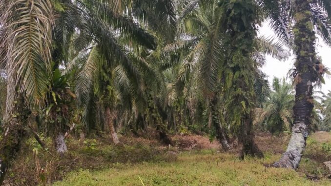 PLT Disbun Pasbar Lelang Tanah Kas Desa Muaro Kiawai Sudah melewati Proses yang Panjang