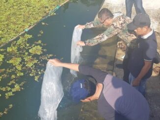 Pelepasan bibit ikan nila oleh Rida Ananda