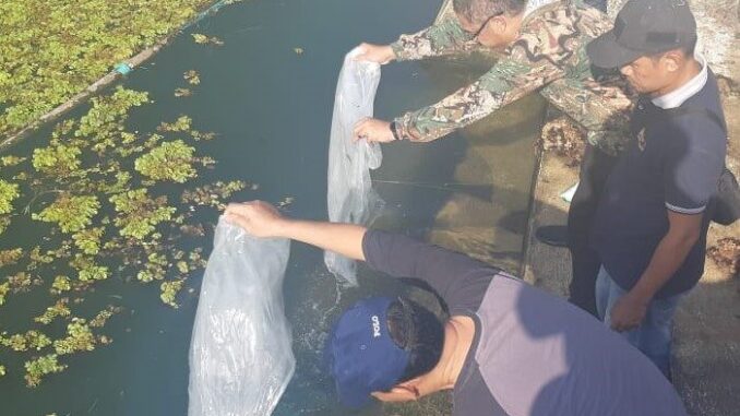 Pelepasan bibit ikan nila oleh Rida Ananda