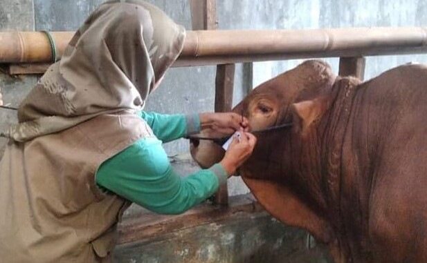 Pengecekan kesehatan hewan Qurban