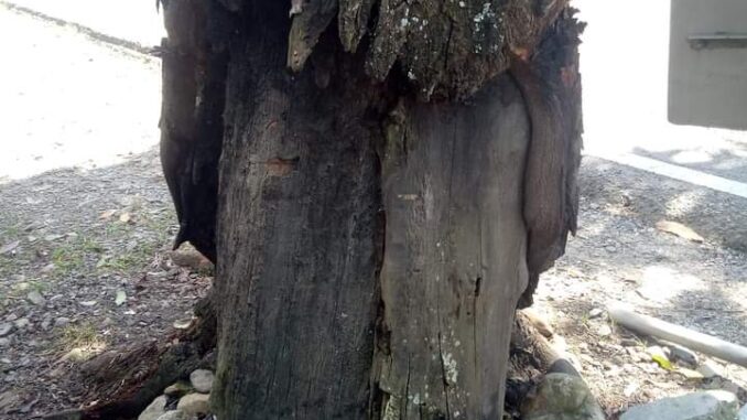 Pohon Pelindung Yang Sudah Tua dan Lapuk, Meresahkan Masyarakat Lubuk Sikaping