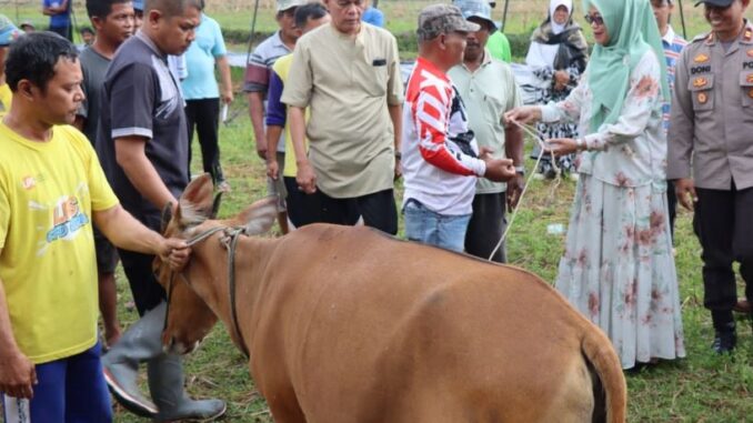 Polres Payakumbuh Gelar Kurban Presisi Dalam Rangka Peringati Idul Adha Dan Hari Bhayangkara