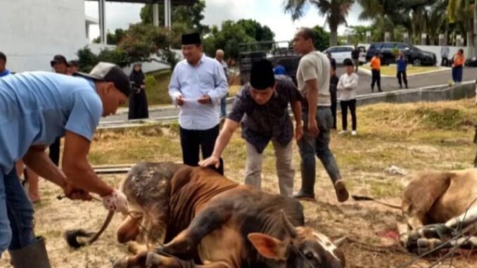 Idul Adha 1444 H ini, Korpri Bukittinggi Sembelih 7 Ekor Sapi Qurban