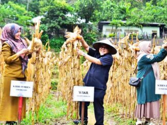 Wakil Wali Kota didampingi oleh Kabid Pemdes dan Kades Lunto Barat Menghadiri Sekolah Lapang Tanam Jagung