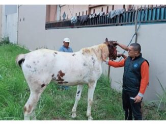 Gerak Cepat DPP Bukittinggi, Selamatkan Kuda Edi Yang Nyaris Mati Terbakar