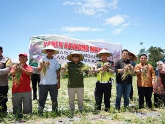 Panen Perdana Bawang Merah Milik Kasat Lantas Polres Tanah Datar Iptu Hidayanda Rizki Oleh Bupati Eka Putra