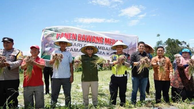 Panen Perdana Bawang Merah Milik Kasat Lantas Polres Tanah Datar Iptu Hidayanda Rizki Oleh Bupati Eka Putra