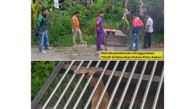 Anjing liar yang ditangkap anjing liar.