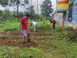Pekerja Seksi Kegiatan Kerja, Warga Binaan Pemasyarakatan (WBP) Lapas Kls II A Bukittinggi melakukan panen ubi jala.