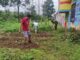 Pekerja Seksi Kegiatan Kerja, Warga Binaan Pemasyarakatan (WBP) Lapas Kls II A Bukittinggi melakukan panen ubi jala.
