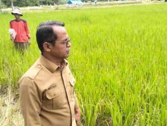Ratusan hektar tanaman padi petani di Limapuluh Kota gagal panen.