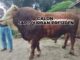 Pemko Bukittinggi kirim satu ekor sapi peternaknya untuk di verifikasi menjadi calon sapi qurban presiden.