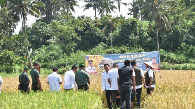 Pj Wali Kota Suprayitno bersama Kepala Dinas Pertanian Payakumbuh melakukan panen padi di Kawasan Batang Agam.