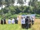 Pj Wali Kota Suprayitno bersama Kepala Dinas Pertanian Payakumbuh melakukan panen padi di Kawasan Batang Agam.