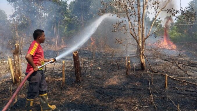 Petugas pemadam kebakaran Limapuluh Kota tengah memadamkan api pada areal hutan yang terbakar.