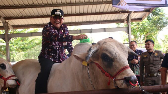Pj.Wako Payakumbuh berharap dari hasil kontes ternak dapat melahirkan peternak yang bersemangat untuk terus berinovasi dan menciptakan ternak berkualitas.