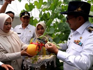Bupati Tanah Datar Eka Putra bersama Ketua TP PKK Tanah Datar Ny.Lise Eka Putra saat panen perdana melon budidaya Keltan Kandang Gajah, Nagari Guguk Mamalo.
