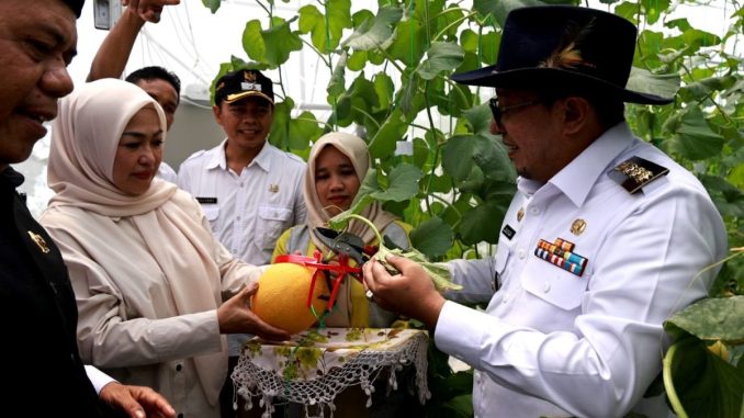 Bupati Tanah Datar Eka Putra bersama Ketua TP PKK Tanah Datar Ny.Lise Eka Putra saat panen perdana melon budidaya Keltan Kandang Gajah, Nagari Guguk Mamalo.